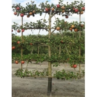 Malus'Notarisappel' leivorm 