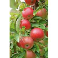 Appel'Rode Boskoop S.H.' 