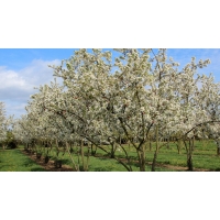 Malus'Evereste' 