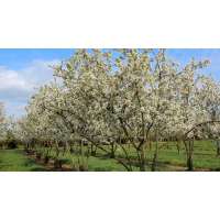 Malus'Evereste' 