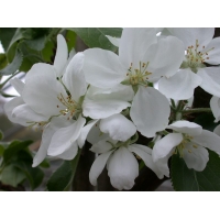Malus'Hyslop' 