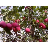Malus'Hyslop' 