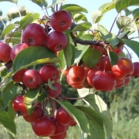 Malus'Red Sentinel' 