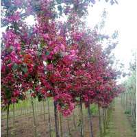 Malus'Rudolph' 