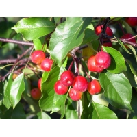 Malus'Rudolph' 