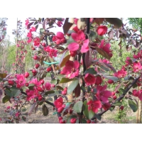 Malus toringo'Scarlet' 