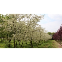 Malus toringo'Brouwer's Beauty' 