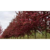 Malus toringo'Scarlet' 