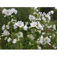 Malva moschata'Alba'