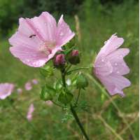 Malva moscata'Rosea'