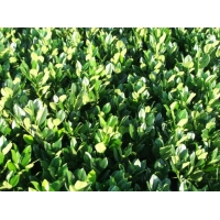 Prunus laurocerasus'Mano' 