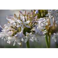 Agapanthus'Margaritha' 