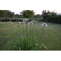Agapanthus'Margaritha' 
