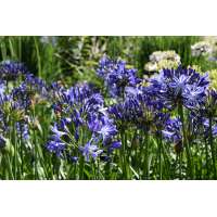 Agapanthus'Marijke' 