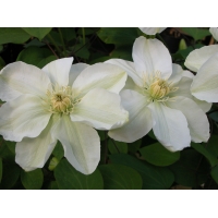Clematis'Mary Claire' 