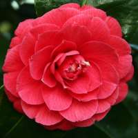 Camellia japonica'rubra' 