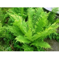 Matteuccia struthiopteris