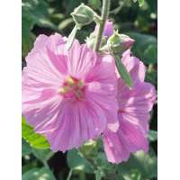 Lavatera'Candy Floss'