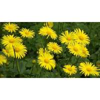 Doronicum orientale
