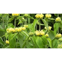 Phlomis russelina 