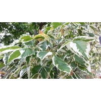 Acer negundo'Variegatum' 