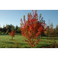 Acer rubrum'Brandywine' 