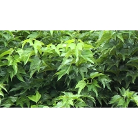 Morus alba'Macrophylla' 