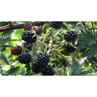 Braam (Rubus fruticosus'Thornless Evergreen') 