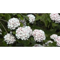 Viburnum carlcephalum 