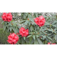Rhododendron'Taurus' 