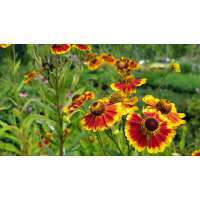 Helenium'Biedermeier'