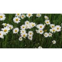 Leucanthemum vulgare