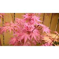 Acer palmatum'Phoenix' 