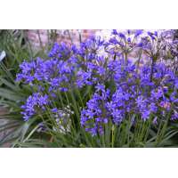 Agapanthus'Medusa' 