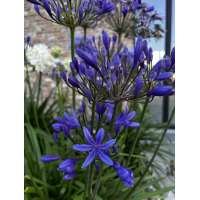 Agapanthus'Medusa' 