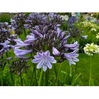 Agapanthus'Melbourne' 