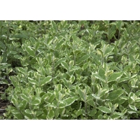 Mentha rotundifolia'Variegata'