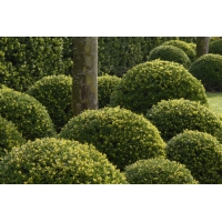 Ilex crenata'Dark Green' 