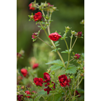 Potentilla'Volcan'