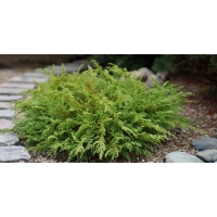 Microbiota decussata 