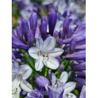 Agapanthus'Midnight moon' 