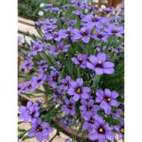 Sisyrinchium'Sapphire'