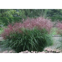Miscanthus sinensis'Ferner Osten' 