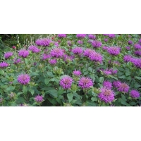 Monarda'Blaustrumpf'