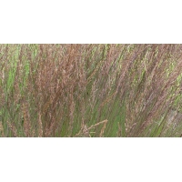 Molinia caerulea'Edith Dudszus'