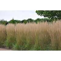 Molinia arundinacea'Karl Foerster'
