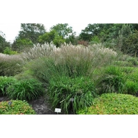 Molinia arundinacea'Transparent'