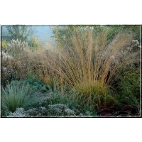 Molinia arundinacea'Windspiel'