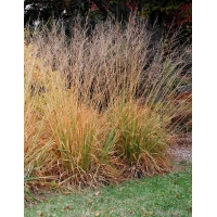Molinia arundinacea'Skyracer'