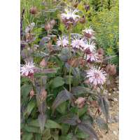 Monarda bradburiana'Maramek'